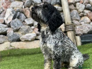 Cockapoo dogs Blue Roan & Tan-Phantom Stud in Lingfield - Advert 3