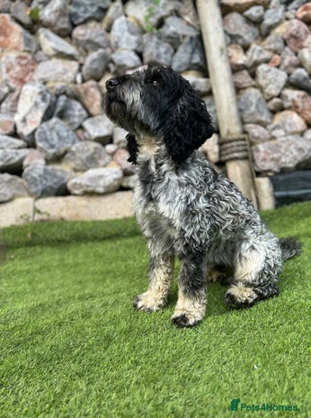 Cockapoo dogs in Lingfield - Advert 1