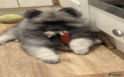 Keeshond dogs for sale: 3 Beautiful Male Keeshond Pups - Image 3