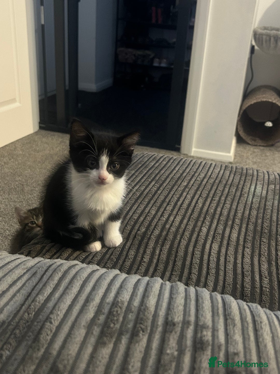 British Longhair cats for sale: Sweet natured,beautiful kitten&seresto fleaCollar  - Image 11