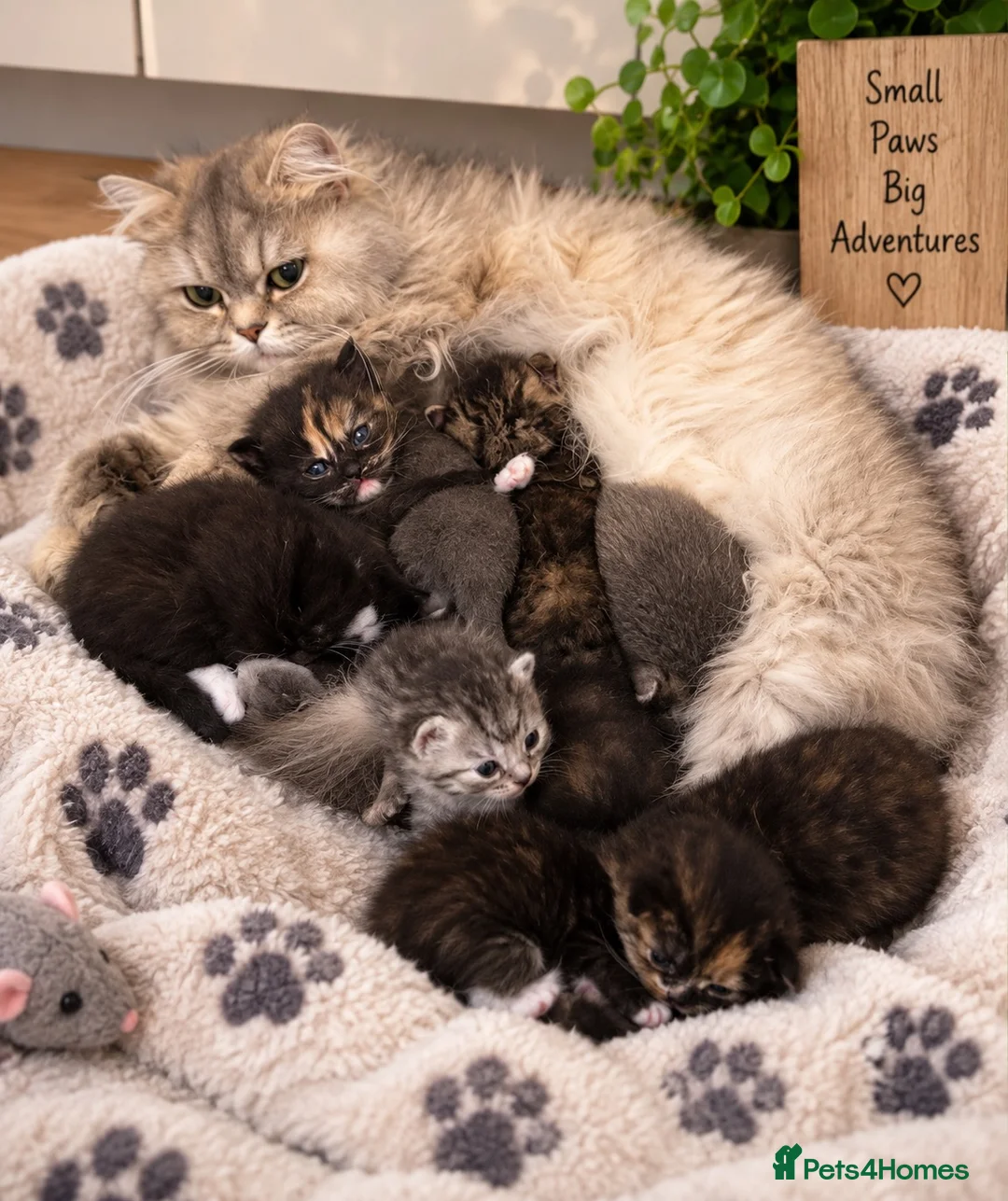 British Shorthair cats for sale: British shorthair x kittens. Ready to go now  - Advert 1