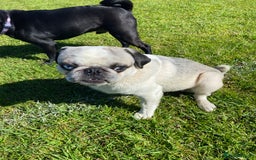 Pug dogs for sale: Beautiful 2year old panda pug - Image 6