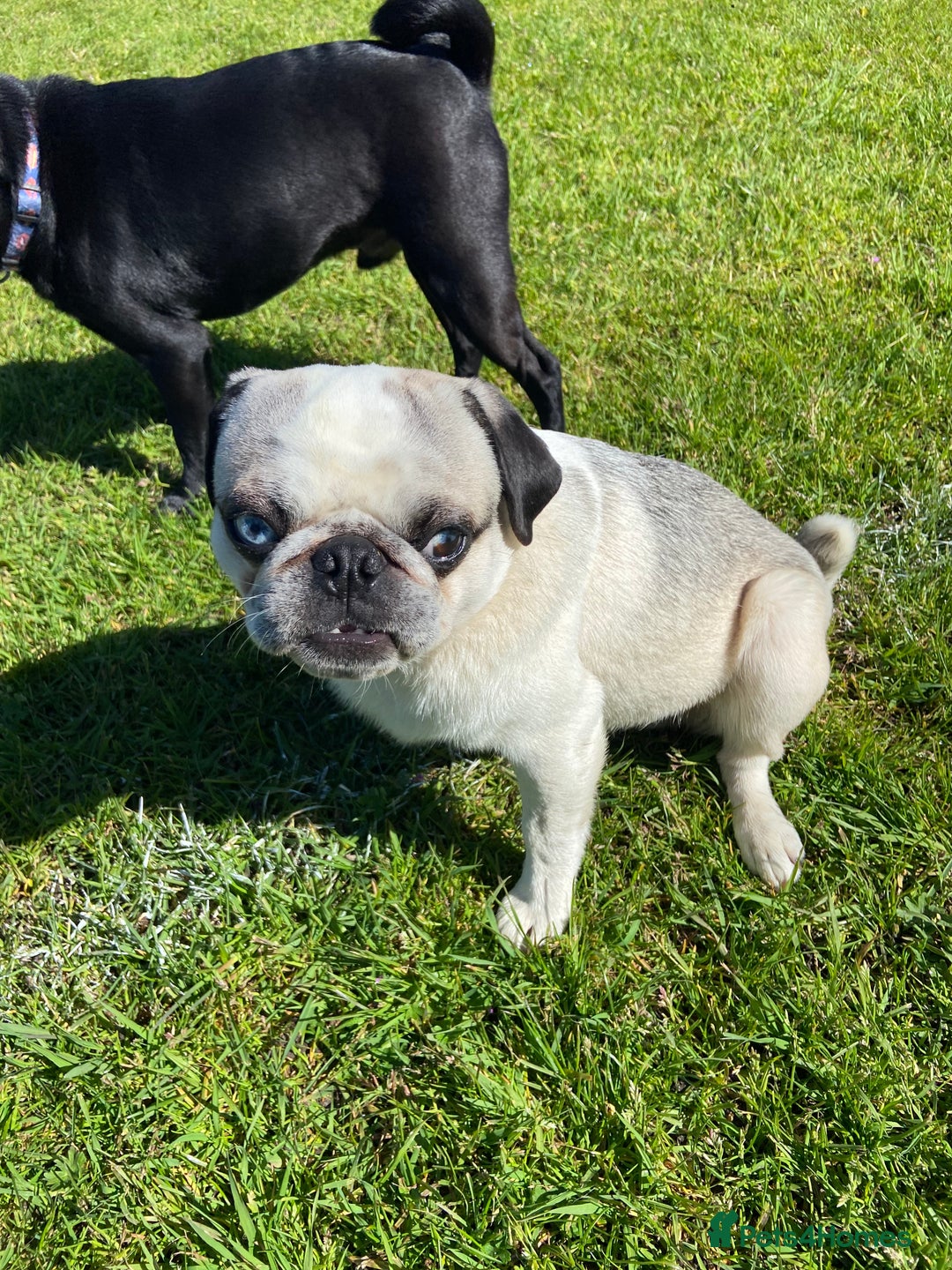 Pug dogs for sale: Beautiful 2year old panda pug - Image 6