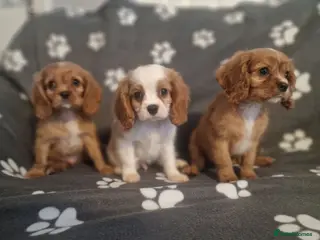 Cavalier King Charles Spaniel dogs Cavalier King Charles Spaniel Puppies - Advert 1