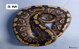 Python Snake reptiles for sale: Royal Python Morph Hatchlings  - Image 7