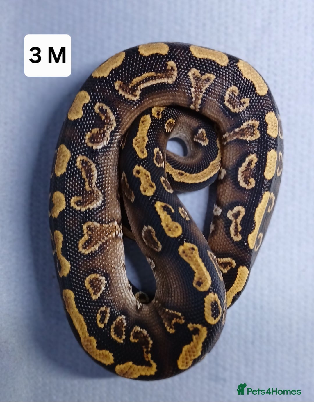 Python Snake reptiles for sale: Royal Python Morph Hatchlings  - Image 7