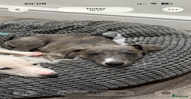 Whippet dogs - Advert 7