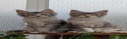 Maine Coon cats for sale: Stunning Maine coon kittens  - Advert 4