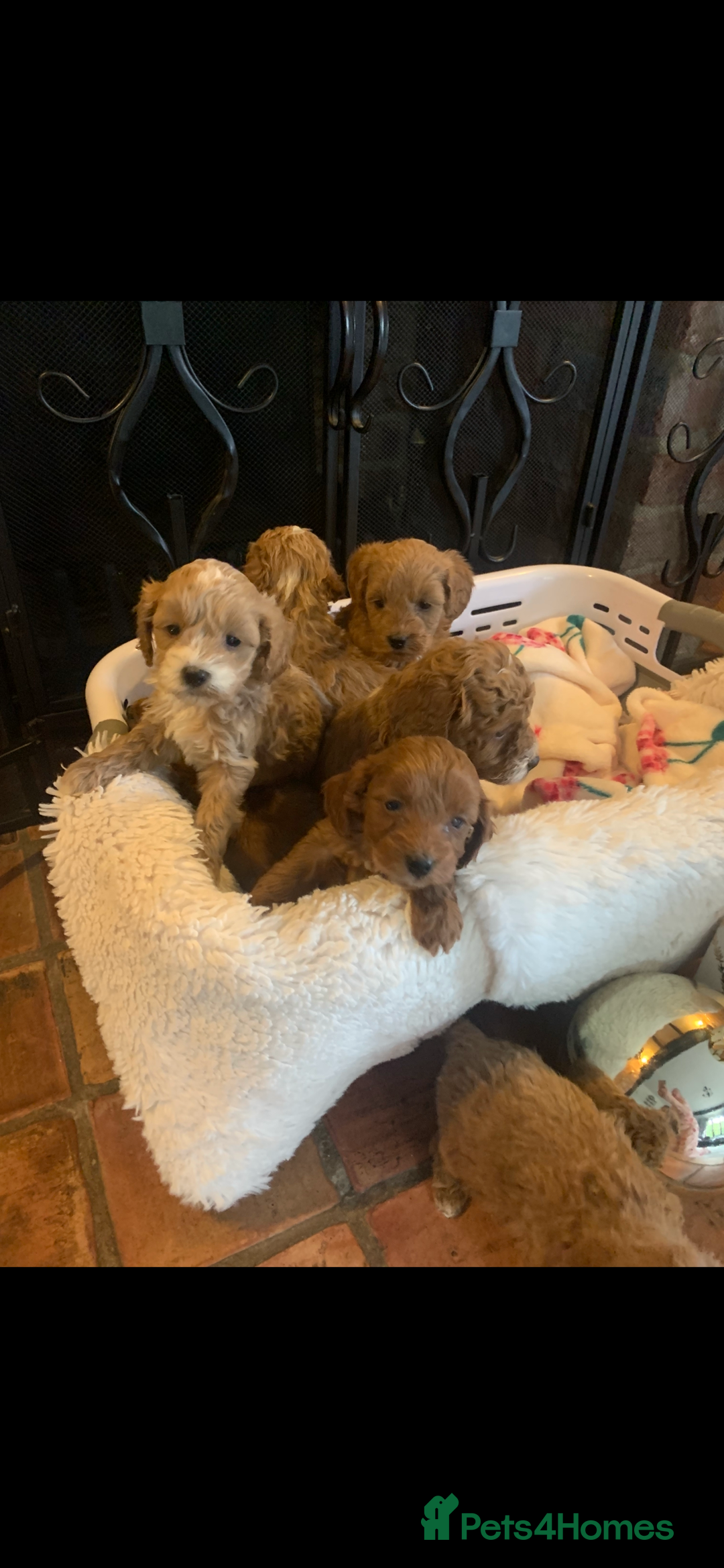 Cockapoo dogs for sale: F1b cockapoo  - Advert 10