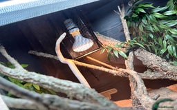 Corn Snake reptiles for sale: Female Corn Snake - Image 5