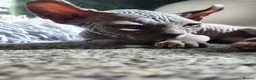 Sphynx cats for sale: Little sweet sphynx boys ready for new home 🐾 - Advert 26