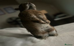 Netherland Dwarf rabbits for sale: playful female netherland dwarf rabbit (spayed) - Image 6