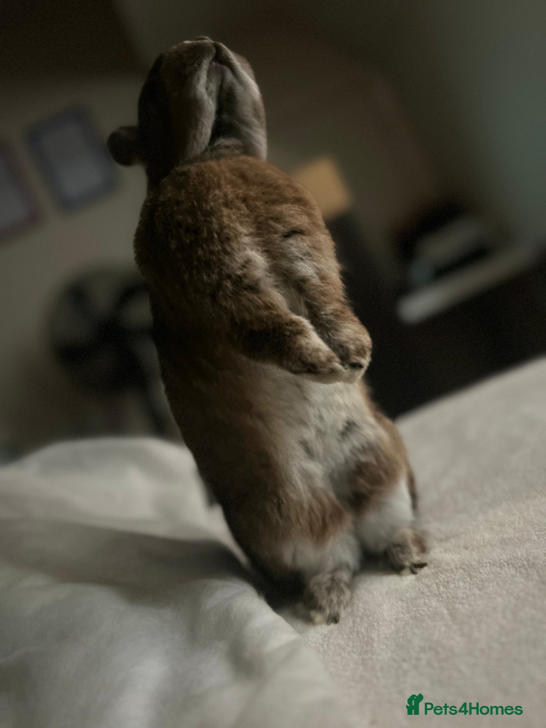 Netherland Dwarf rabbits for sale: playful female netherland dwarf rabbit (spayed) - Image 6