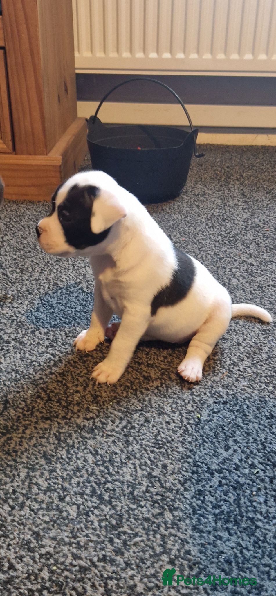 Staffordshire Bull Terrier dogs Staffordshire bull terriers - Advert 7