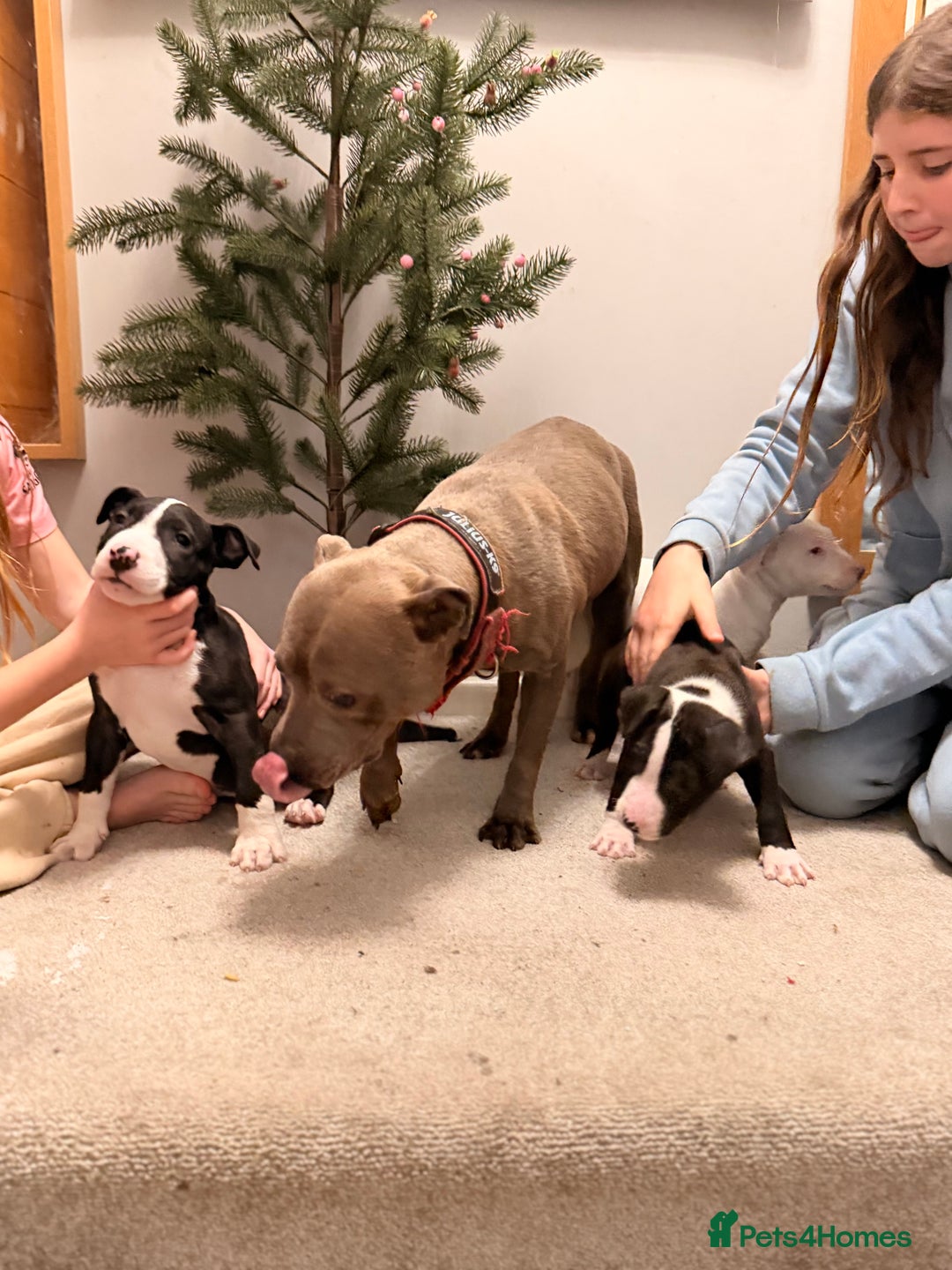 Mixed Breed dogs for sale: Staffordshire Bullterrier cross bullterrier - Advert 8