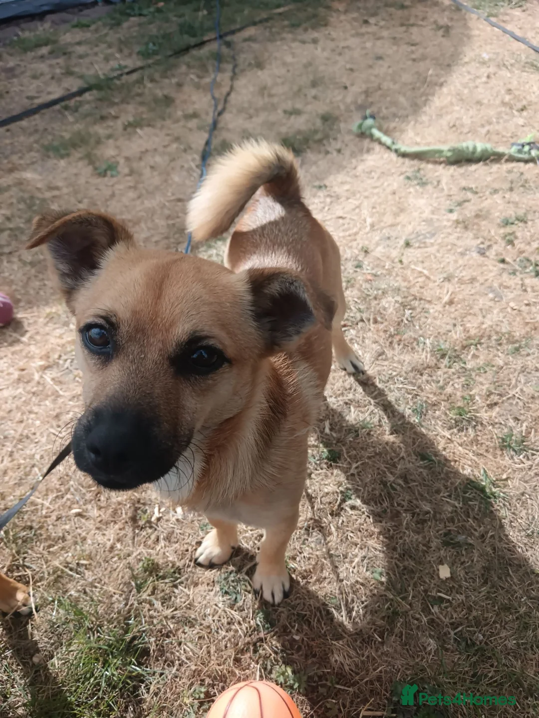 Mixed Breed dogs for sale: Jackaranian Boy 10 months old in Bracknell - Advert 9