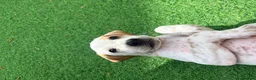Pointer dogs for sale: Last gorgeous little boy looking for his new home - Advert 2