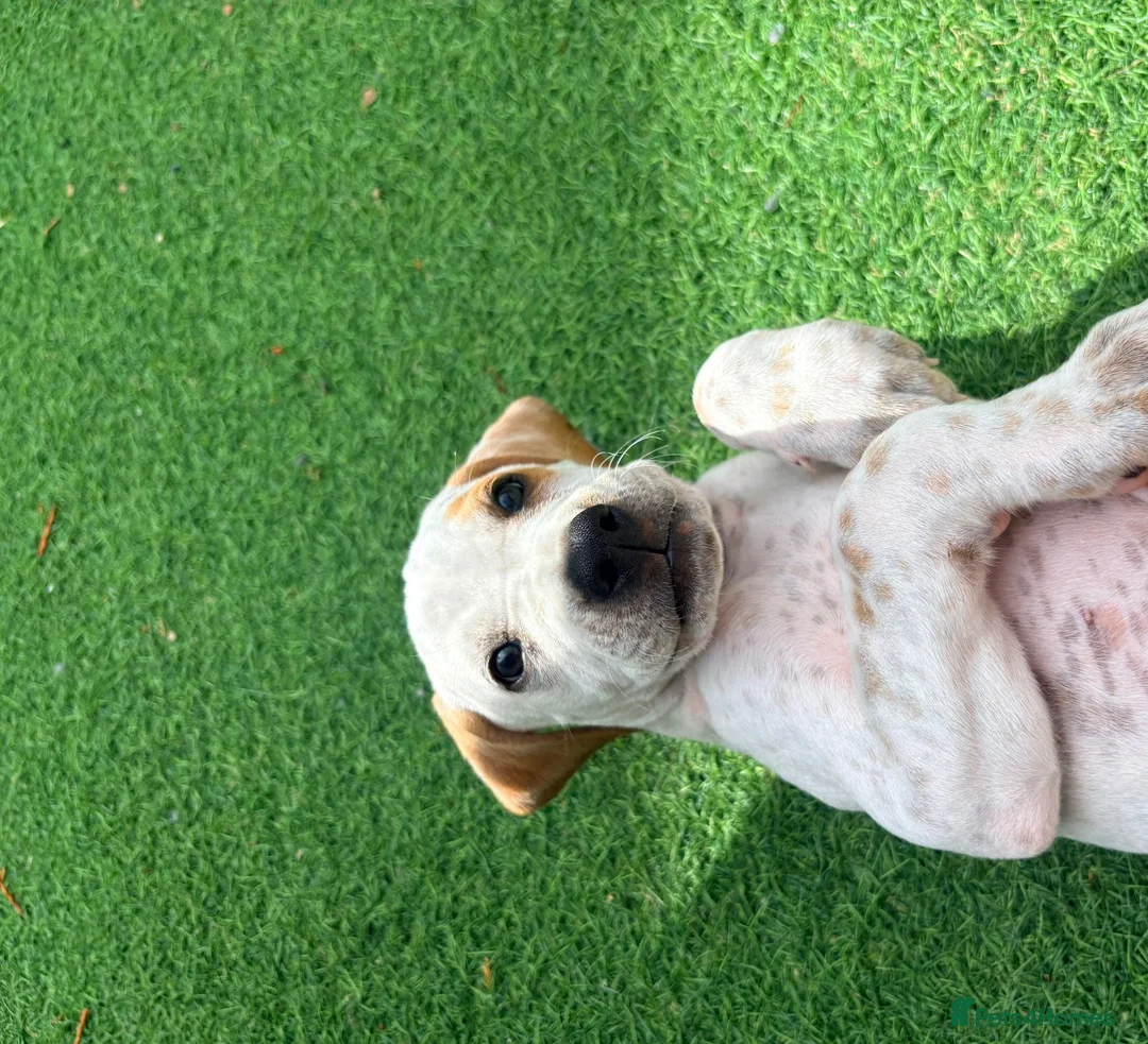 Pointer dogs for sale: Last gorgeous little boy looking for his new home - Advert 2