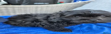 Shihpoo 1