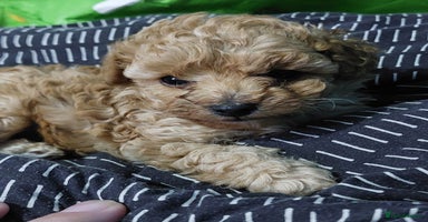 Toy Poodle dogs - Advert 4