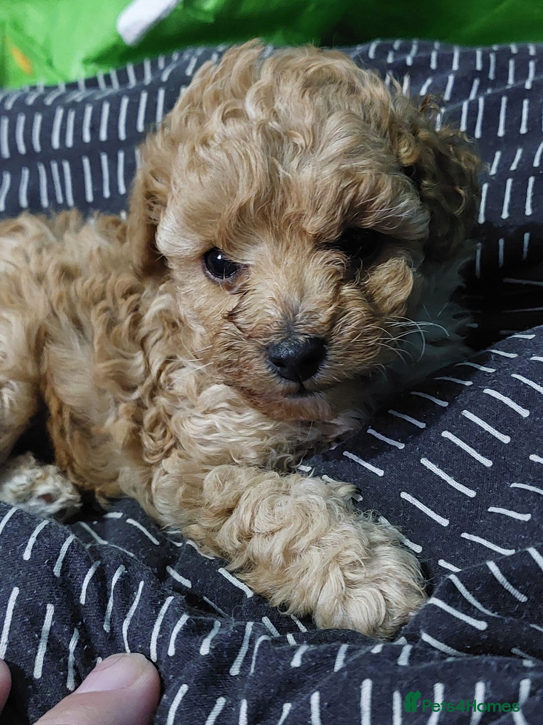 Toy Poodle dogs for sale: Tiny toy poodle female apricot - Image 3