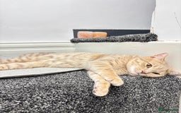 British Shorthair cats for sale: British short hair/ bengal mixed breed - Image 1