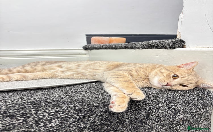British Shorthair cats - Advert 6