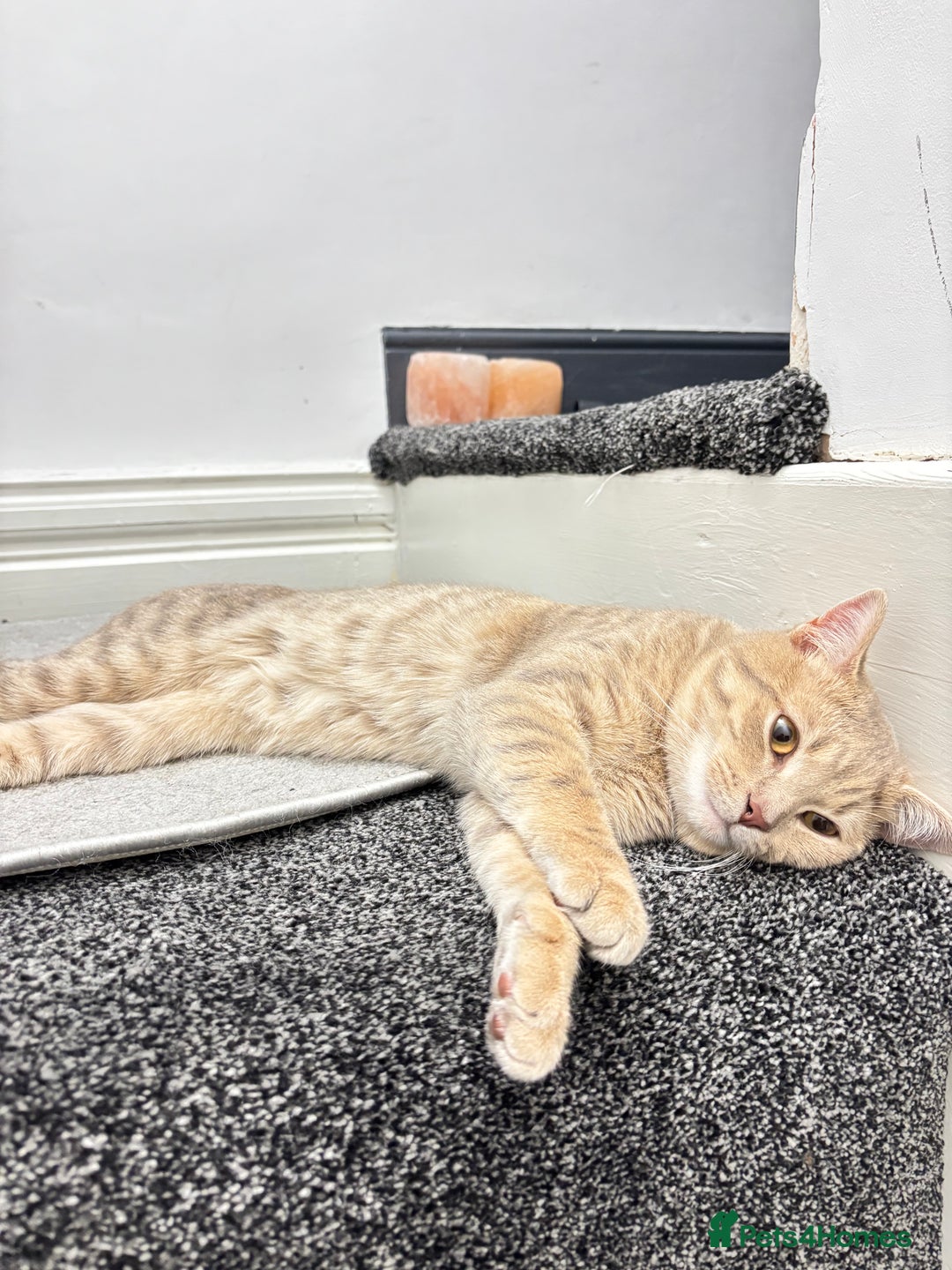 British Shorthair cats for sale: British short hair/ bengal mixed breed - Image 1