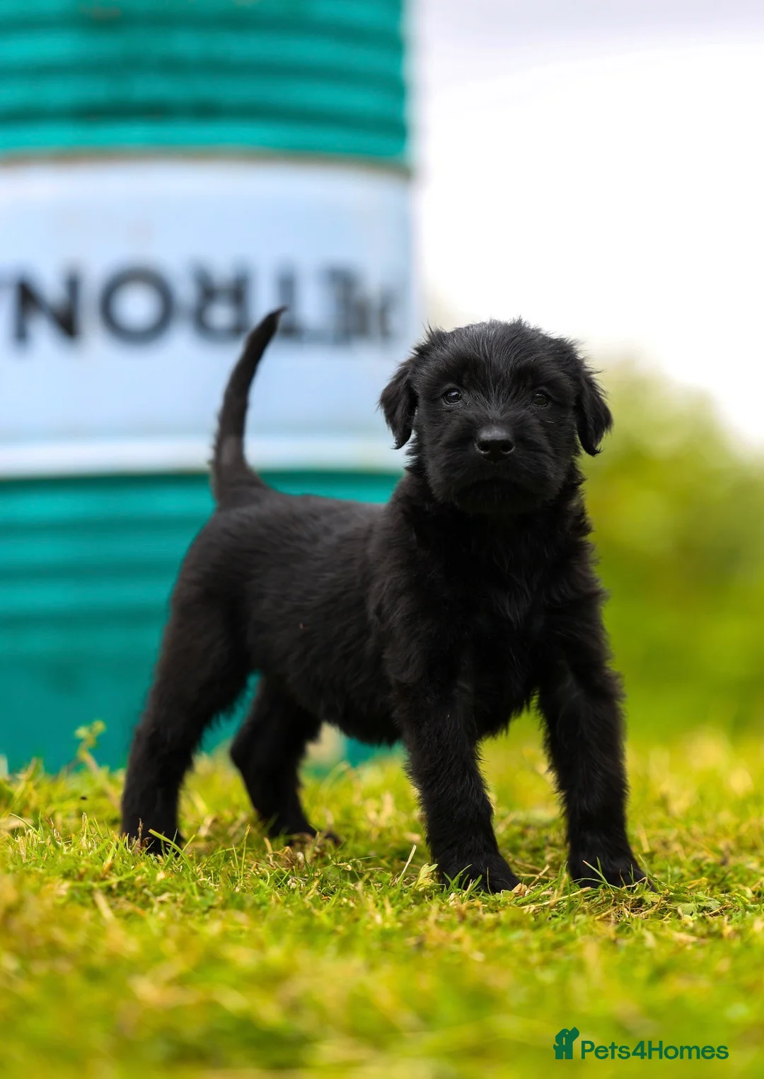 Giant Schnauzer dogs for sale: Working line Giant schnauzer puppies - Advert 1