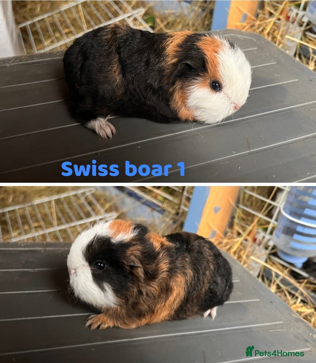 Guinea Pig rodents Swiss Boar Guinea Pig - Advert 1