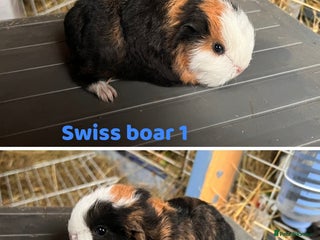 Guinea Pig rodents Swiss Boar Guinea Pig - Advert 1