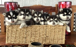 Pomsky dogs for sale: Very Tiny F4 Pomskys  - Image 21