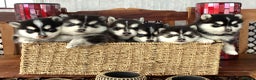 Pomsky dogs for sale: Very Tiny F4 Pomskys REDUCED NEEDS HOMES NOW - Advert 21