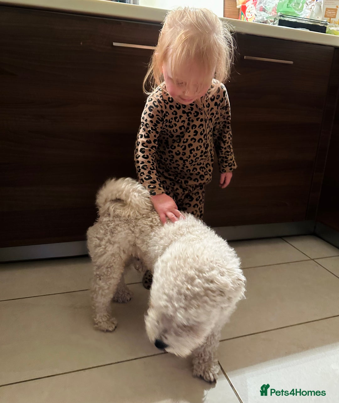 Bichon Frise dogs for sale: Male Bichon for Sale - Image 2