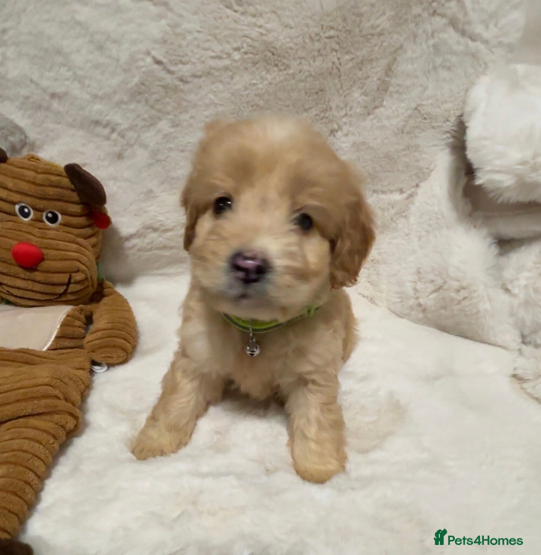 Cockapoo dogs for sale: Golden F1 cockpoo puppies  - Advert 13