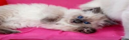 Ragdoll cats for sale: Beautiful GCCF Ragdoll Kittens  - Advert 1