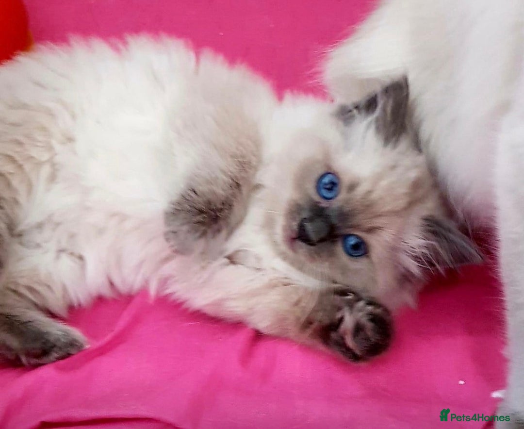 Ragdoll cats for sale: Beautiful GCCF Ragdoll Kittens  - Advert 1