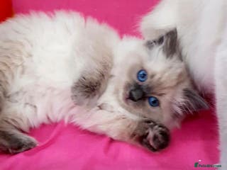 Ragdoll cats Beautiful GCCF Ragdoll Kittens - Advert 4