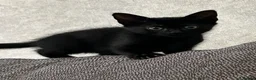 Mixed Breed cats for sale: Kittens - Advert 4
