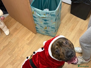 Mixed Breed dogs Woody - Advert 1