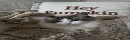 Ragdoll cats for sale: Two GCCF Ragdoll Sisters! PRICE FOR BOTH!  - Advert 6