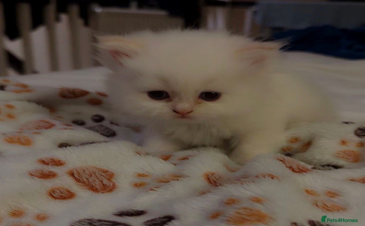 Ragdoll cats - Advert 4