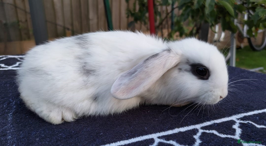 Mini Lop rabbits for sale: Gorgeous Mini lop babies looking for new homes - Image 18
