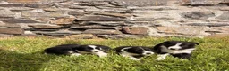 Border Collie dogs for sale: 6 Beautiful Border Collie puppies for Sale - Advert 8