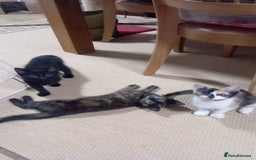 British Shorthair cats for sale: Cute kittens are ready. - Image 3