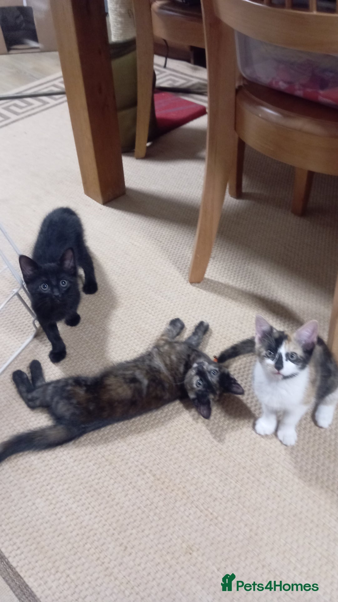 British Shorthair cats for sale: Cute kittens are ready. - Image 3