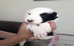 Border Collie dogs for sale: Border Collie pups for sale - Image 1