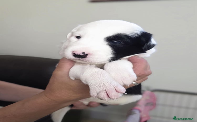 Border Collie dogs - Advert 2