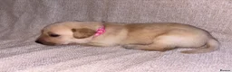 Labrador Retriever dogs for sale: KC Registered Fox Red Labrador Puppies in Aldershot - Advert 11
