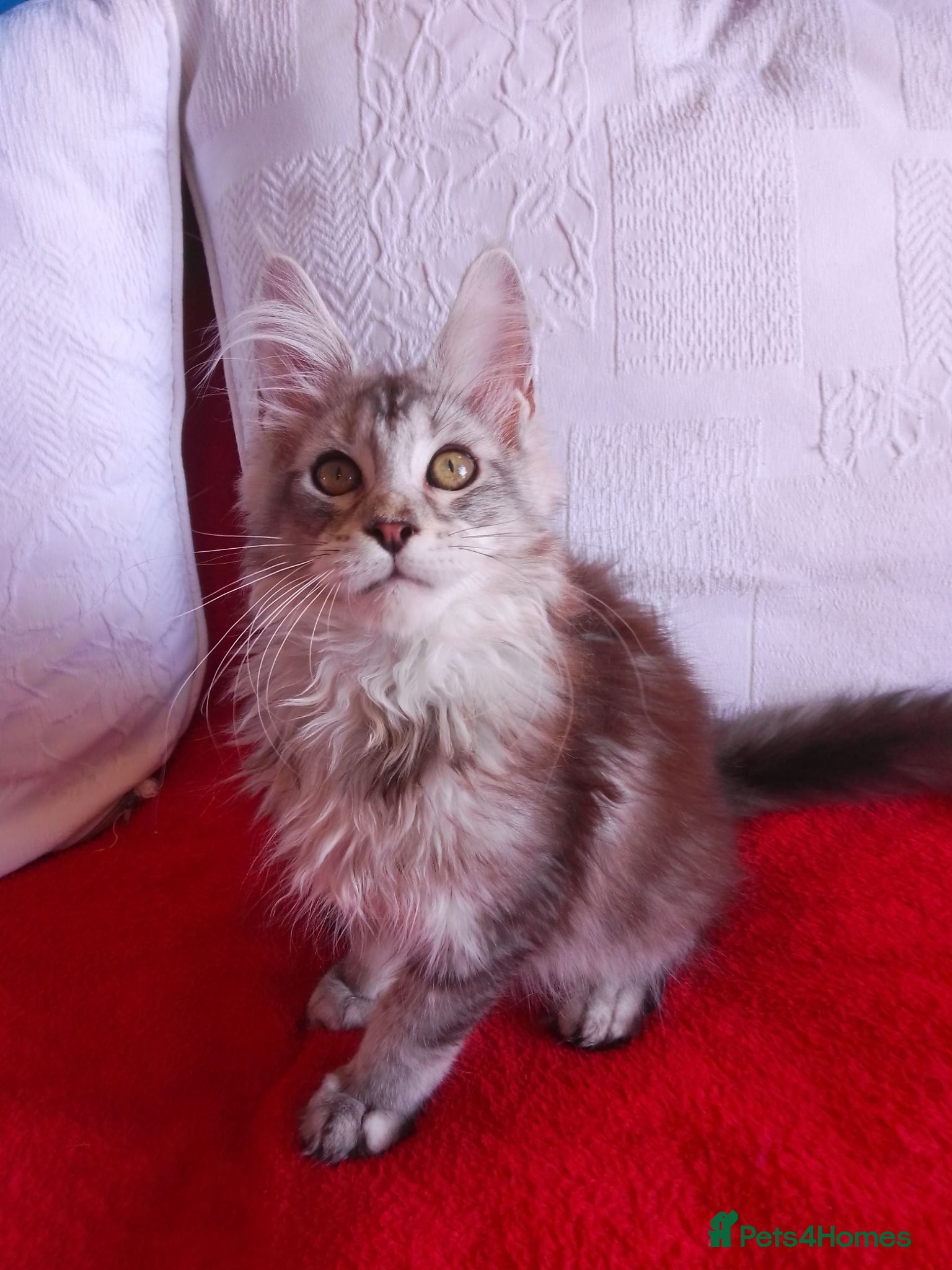 Maine Coon cats Gorgeous TICA silver Euro poly/non poly Active/pet - Advert 6